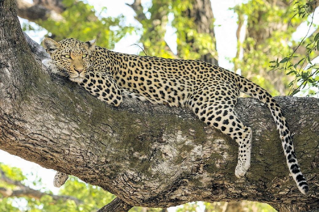 Leopard Lebensraum