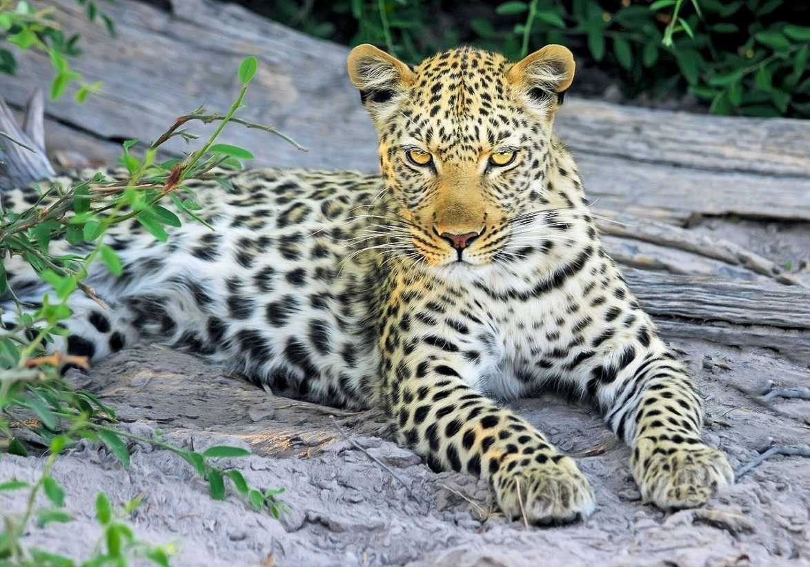 Leopard Fellzeichnung