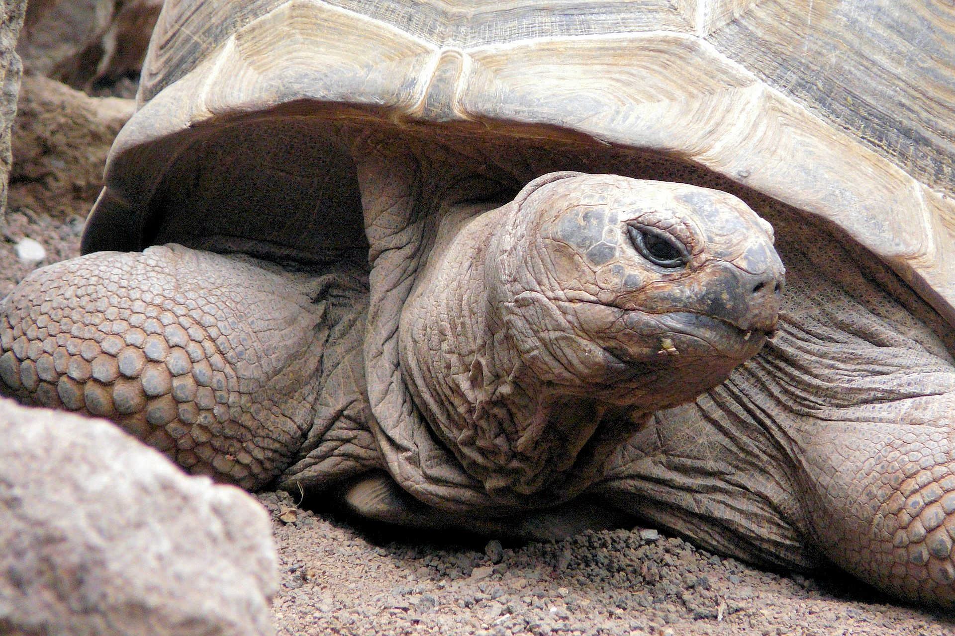 Aldabra Riesenschildkröte