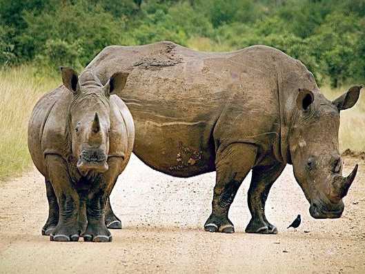 Big Five Nashorn