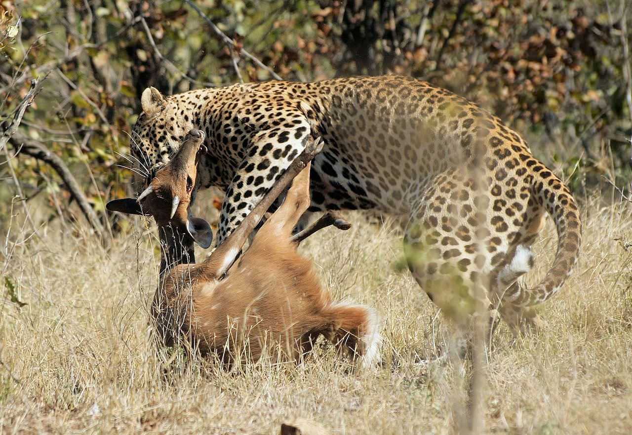 Leopard, Safari Tansania, Privatsafari