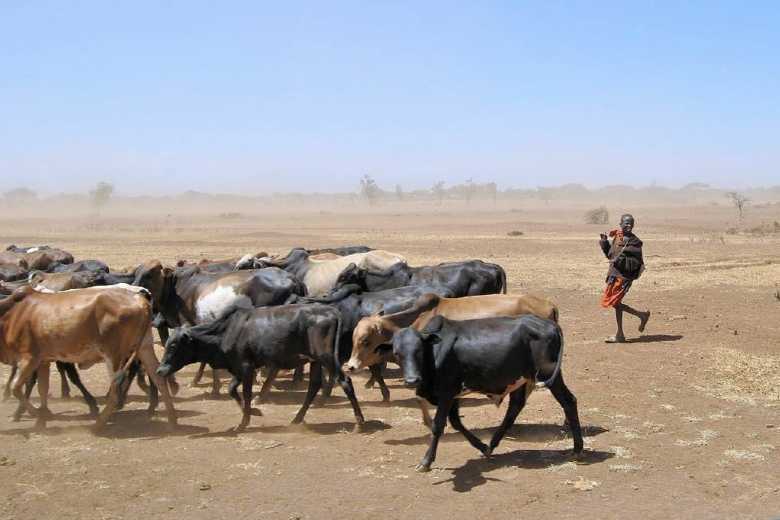 Massai Viehherde