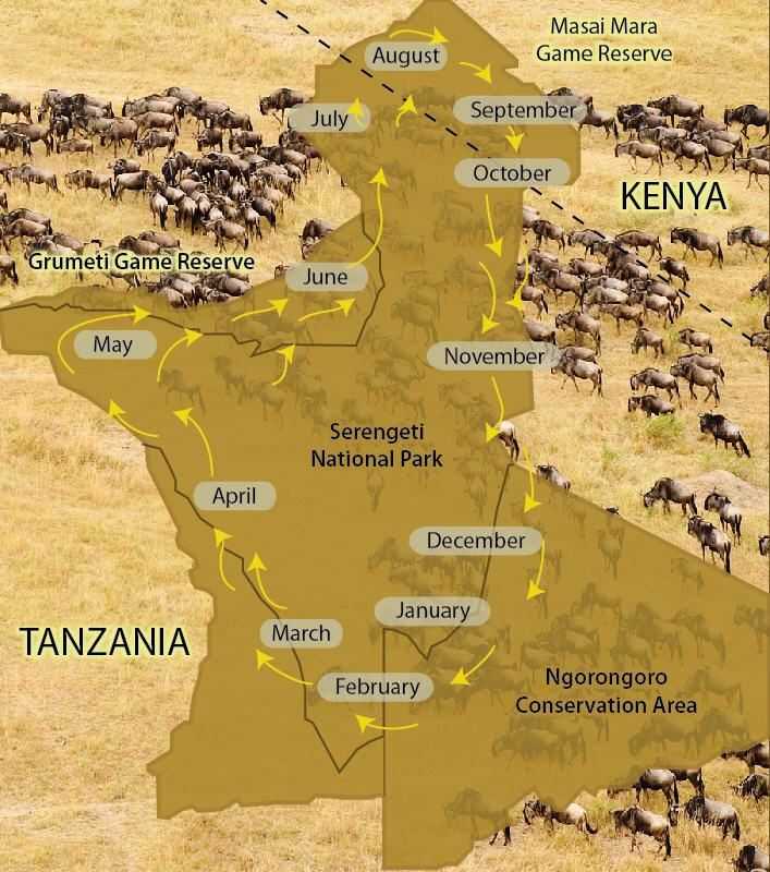 (c) Serengeti Wilderbeasts Migration Map