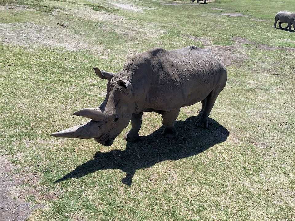 Spitzmaulnashorn