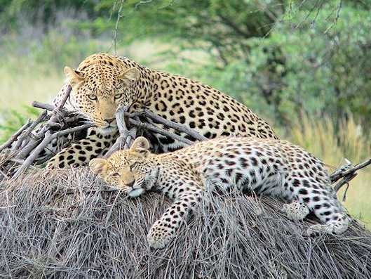 Big Five Leopard
