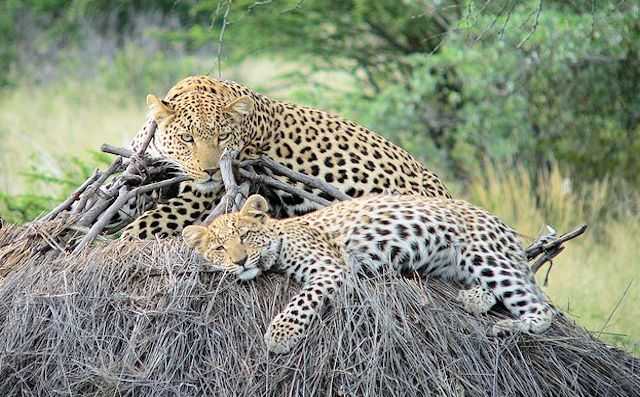 Big Five Leopard