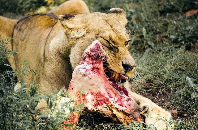 Nahrung des Afrikanischen Löwen