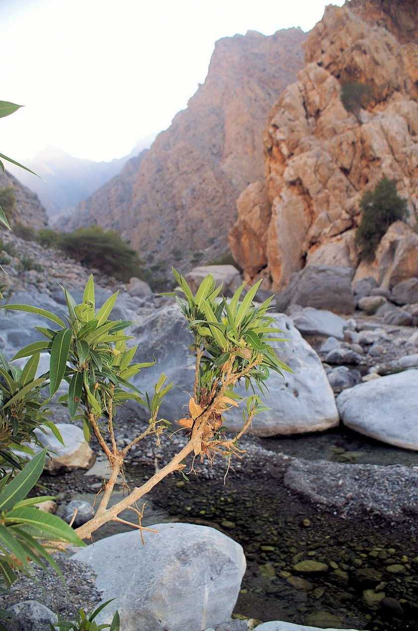 Naturparadies Oman