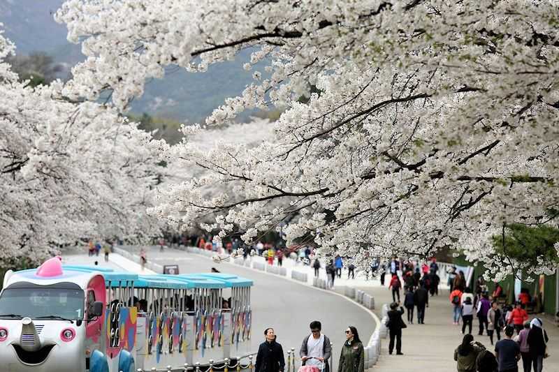 Südkorea Reise zusammenstellen
