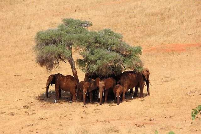 Wie überleben Elefanten?
