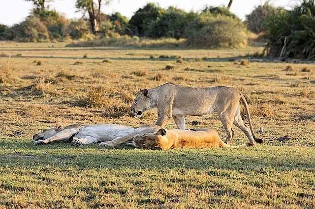 Großwildjagd in Afrika