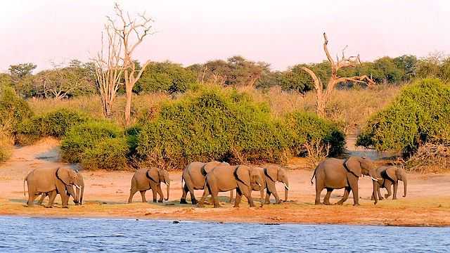 Länder mit Elefantenpopulation