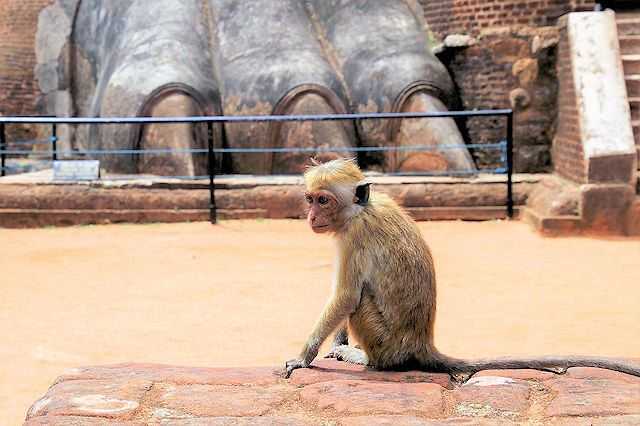 Sri Lanka und Malediven