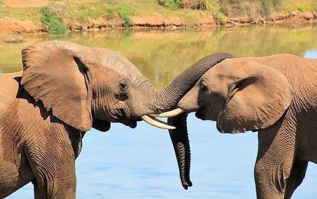Stoßzähne der Elefanten