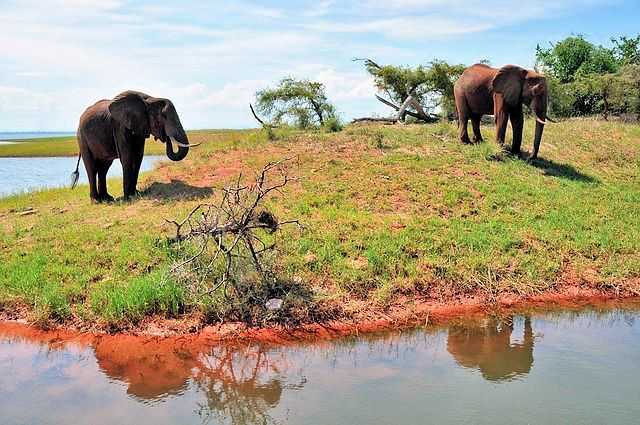 Wo leben heute noch afrikanische Elefanten?