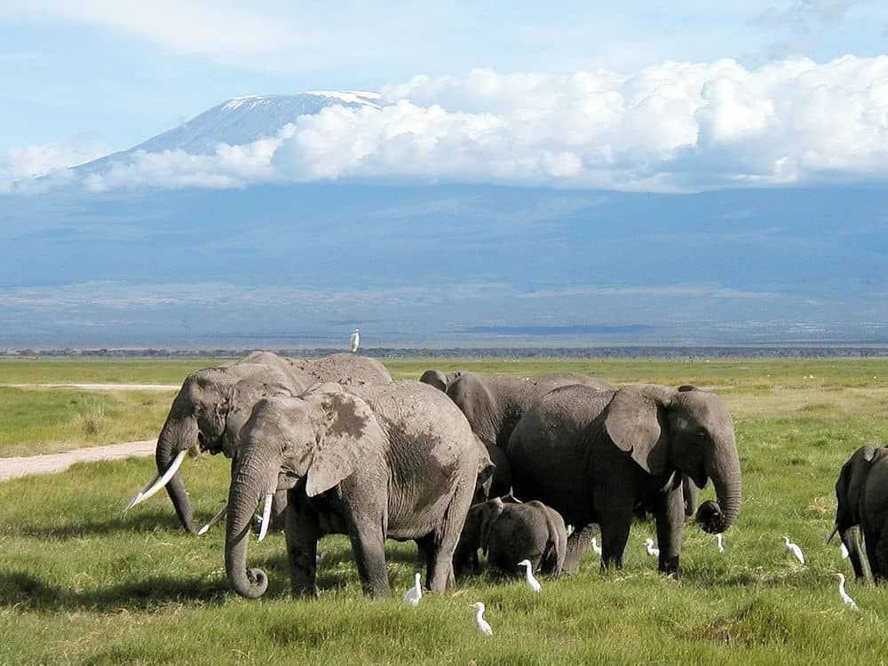 Tansania Safari Tansania Safari