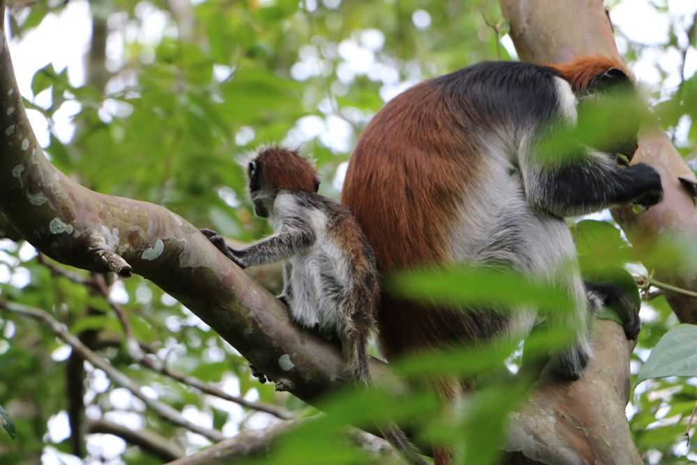 Tansania Safari und Sansibar