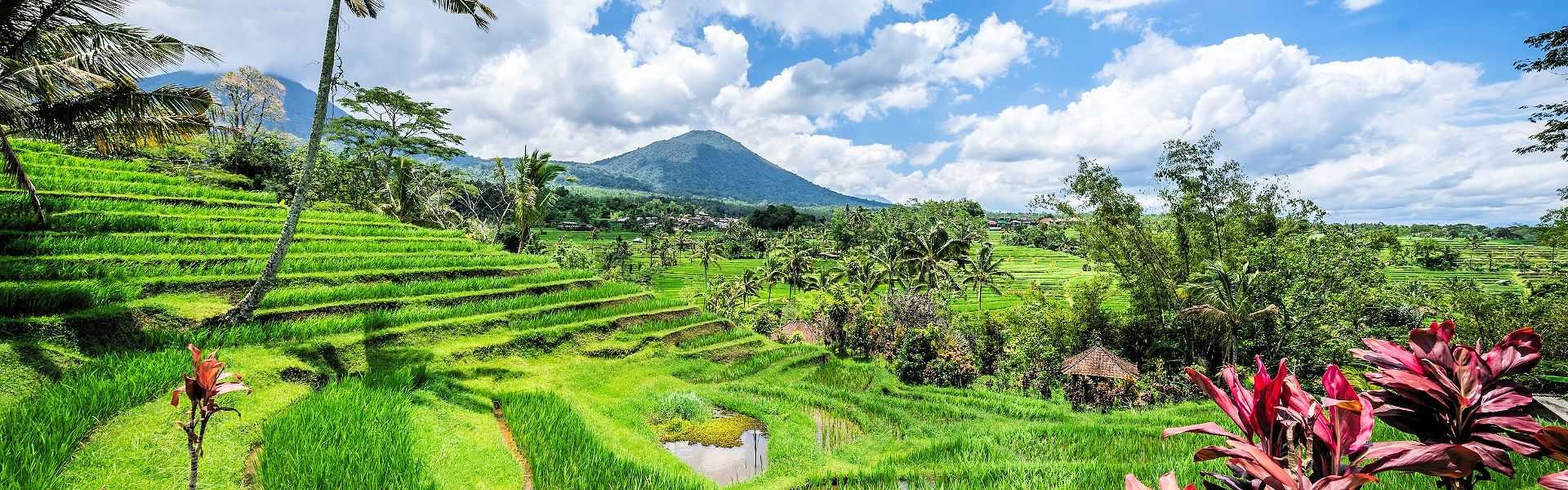 Reisterrassen auf Bali mit Blick auf einen Vulkan, umgeben von tropischer Vegetation