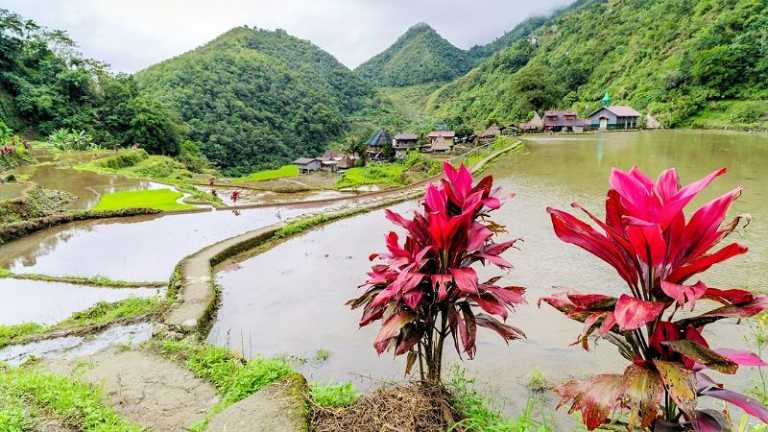 Reisterrassen in Banaue in bergiger Landschaft der Philippinen, rote Pflanzen im Vordergrund