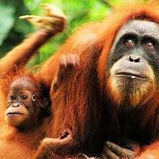 Muttertier und Baby-Orang-Utan im dichten Dschungel Sumatras