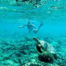 Schnorchler schwimmt mit Meeresschildkröte bei den Gili-Inseln