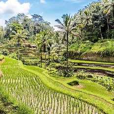 Grüne Reisterrassen bei Ubud auf Bali Indonesien