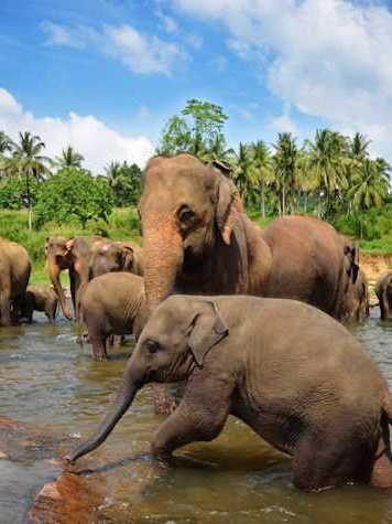 Beste Reisezeit Sri Lanka