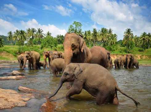 Beste Reisezeit Sri Lanka