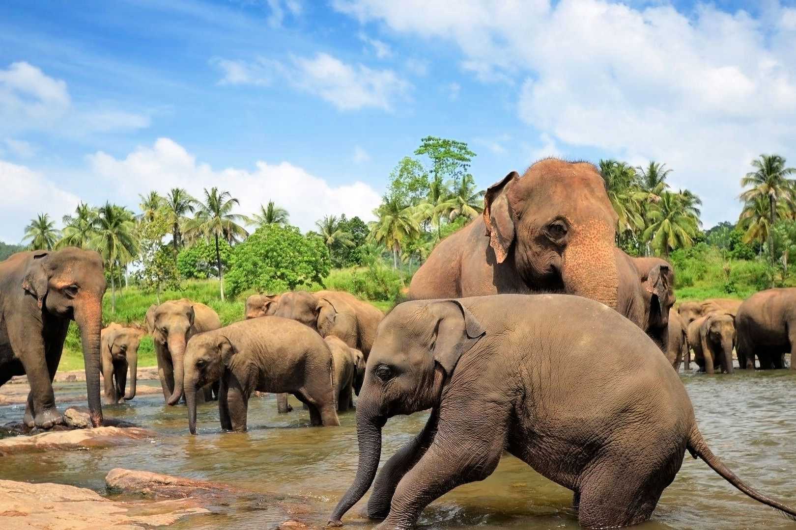 Elefantenherde beim Baden in einem Fluss, umgeben von tropischer Vegetation in Sri Lanka