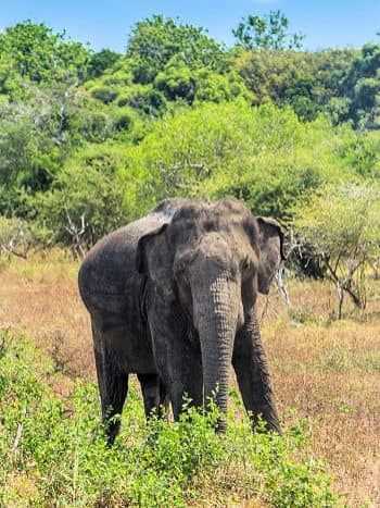 sri-lanka-kombireise-ziel-elefant-im-yala-national-park-350x476