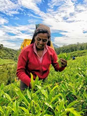 sri-lanka-kombireise-ziel-teeplantagen-nuwara-eliya-350x476