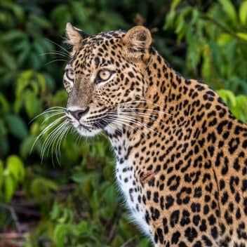 Leopard im Wilpattu Nationalpark in Sri Lanka