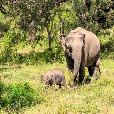 Elefantenkuh mit Kalb im grünen Buschland des Yala-Nationalparks in Sri Lanka