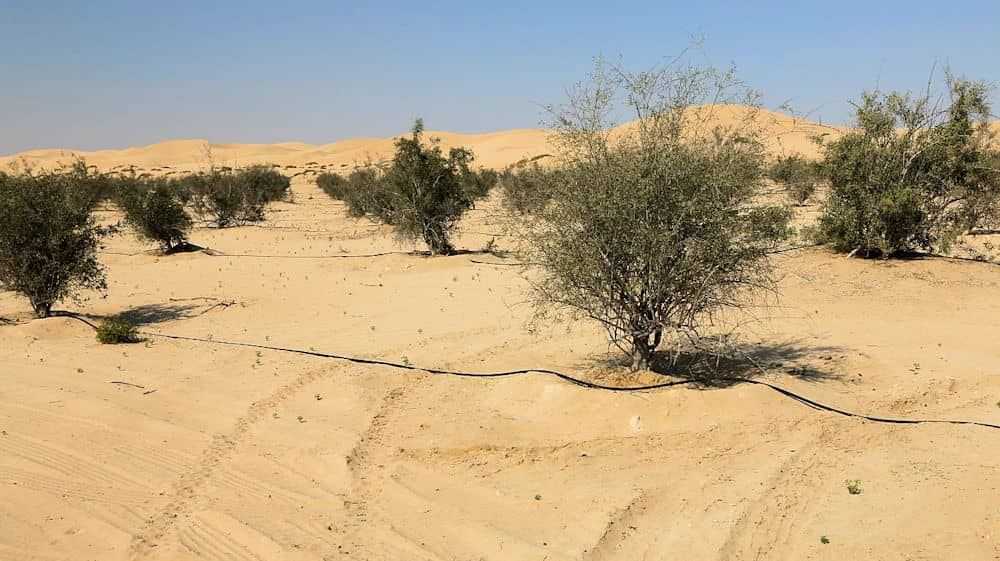 Abu Dhabi Landschaft Abu Dhabi Landschaft