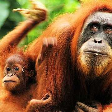 Muttertier und Baby-Orang-Utan im dichten Dschungel Sumatras