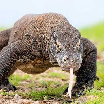 Komodowaran in Nahaufnahme auf der Insel Flores in Indonesien