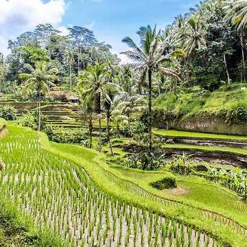Grüne Reisterrassen bei Ubud auf Bali, Indonesien