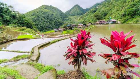 Reisterrassen in bergiger Landschaft der Philippinen, rote Pflanzen im Vordergrund