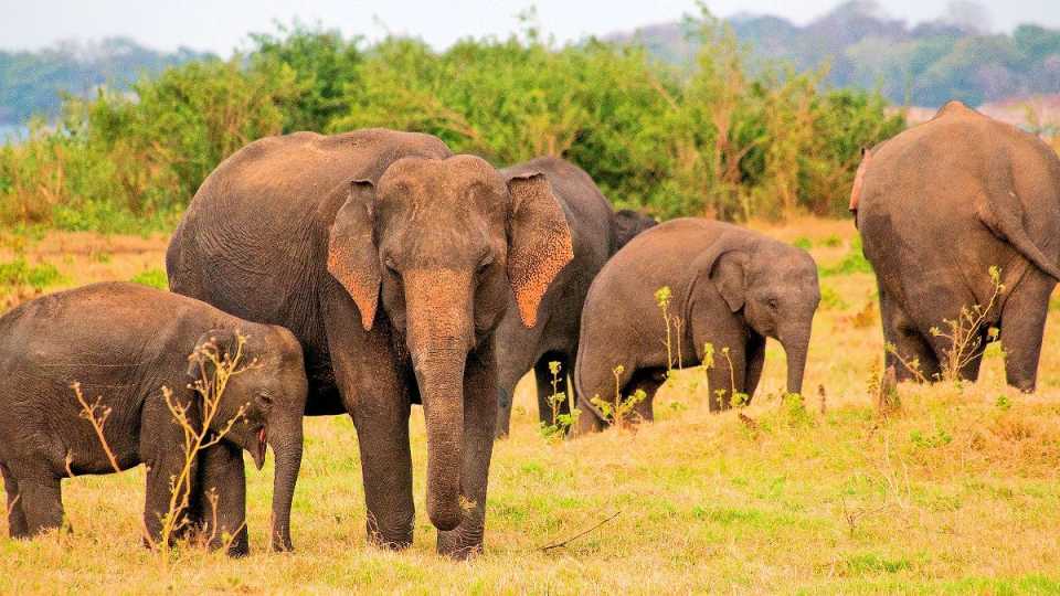 Gruppe asiatischer Elefanten mit Jungtieren auf einer Grasfläche am Waldrand, Natursafari während einer Sri Lanka Rundreise und baden