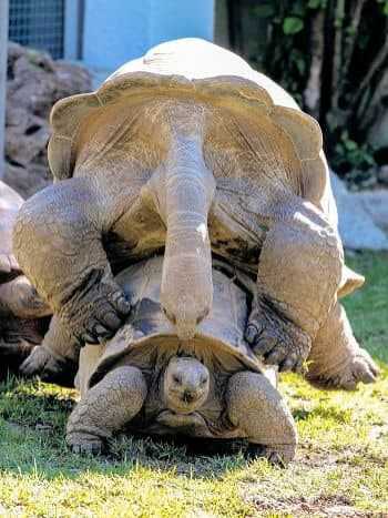 seychellen-kombireise-ziel-riesenschildkroete-auf-curieuse-350x476