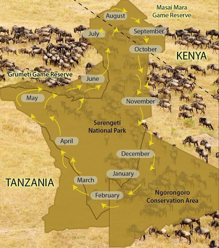 (c) Serengeti Wilderbeasts Migration Map