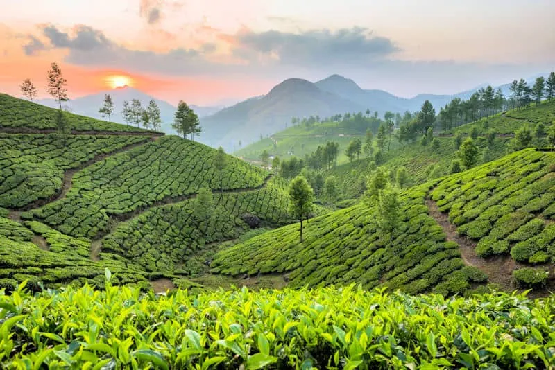 Luxusreiseziel Sri Lanka - Goldene Stunden im Hochland: Wenn der Duft frischen Tees mit dem sanften Nebel der Bergwälder verschmilzt.
